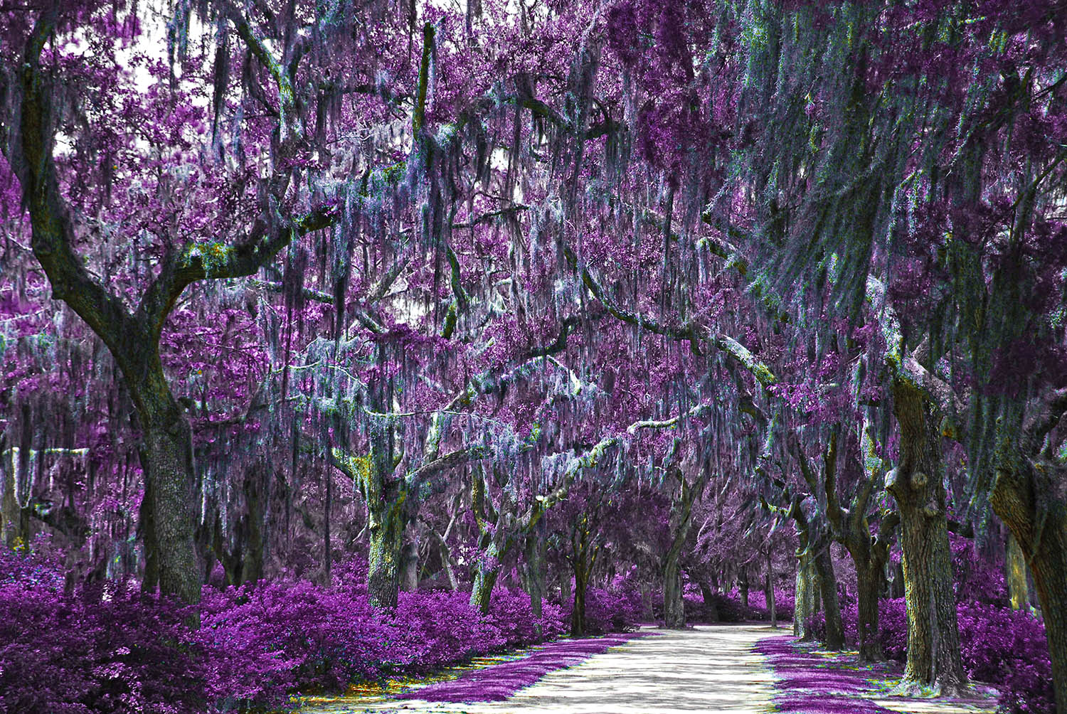 Spanish_Moss_Trees_Purple_Violet_Savannah_Georgia.jpg