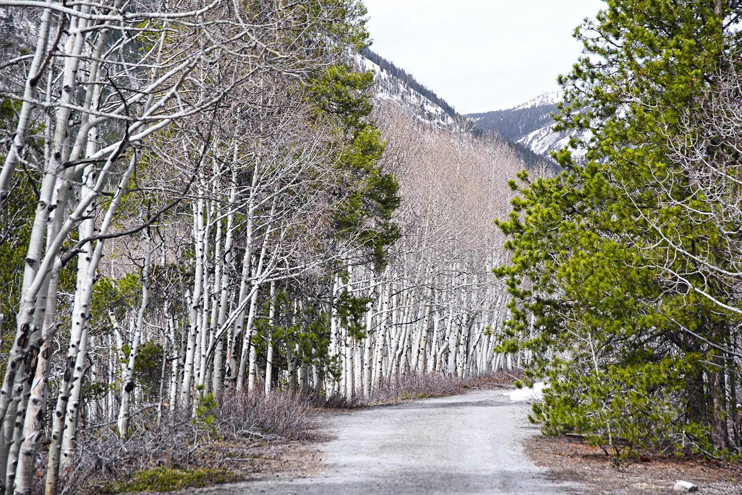 Country_Road_Aspen_Pine_Trees_Snow_Chaffee_County_Colorado.jpg