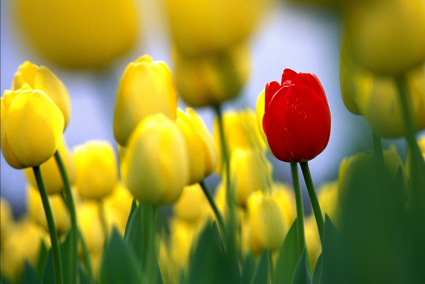 Yellow_Tulips_One_Red_Flowers_Flora.jpg