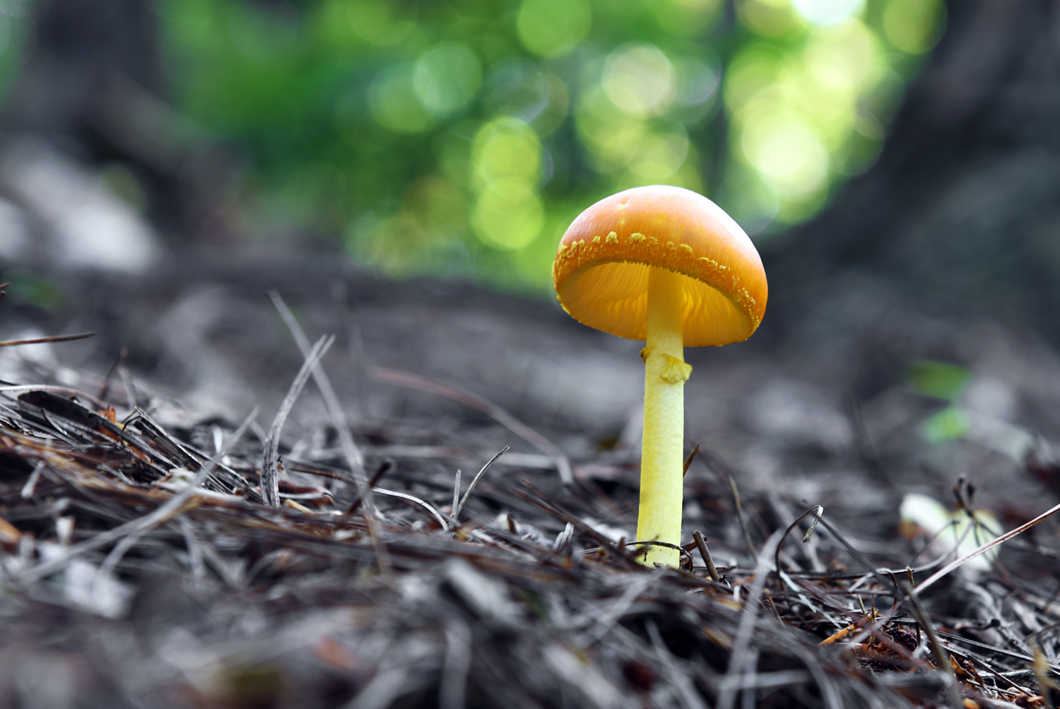 Mushroom_Cap_Fungi_Woods_Flora_Virginia.jpg