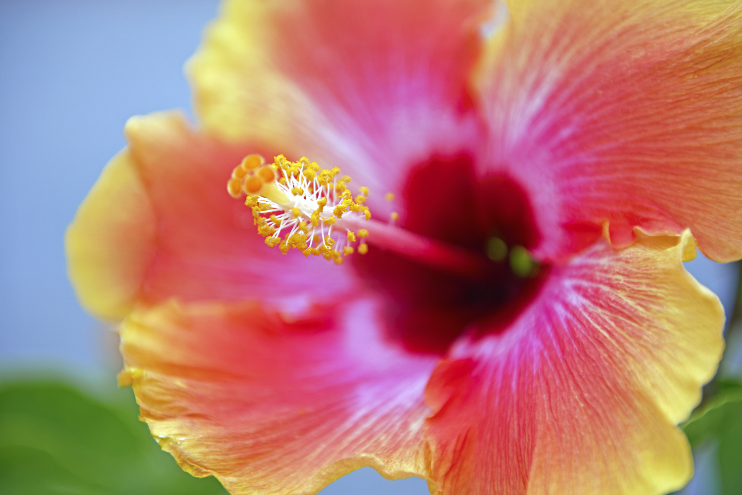 Hibiscus_Flower_Flora_Colorful_Closeup_Pink_Yellow.jpg