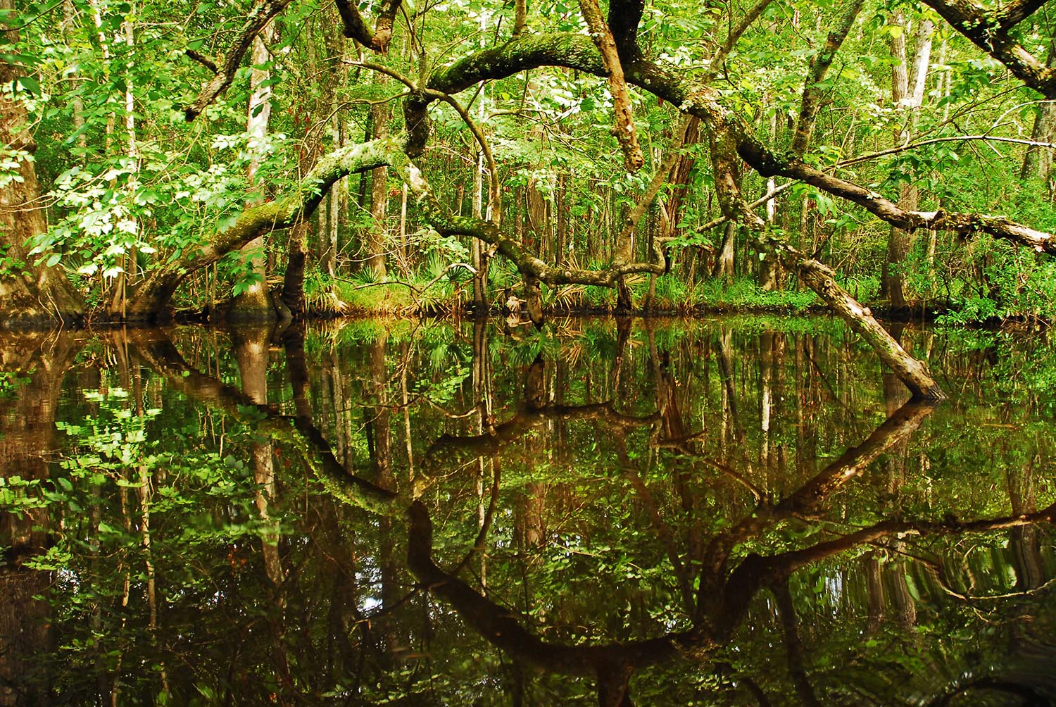 Edisto_River_Blackwater_Tannin_Trees_Reflection_South_Carolina.jpg