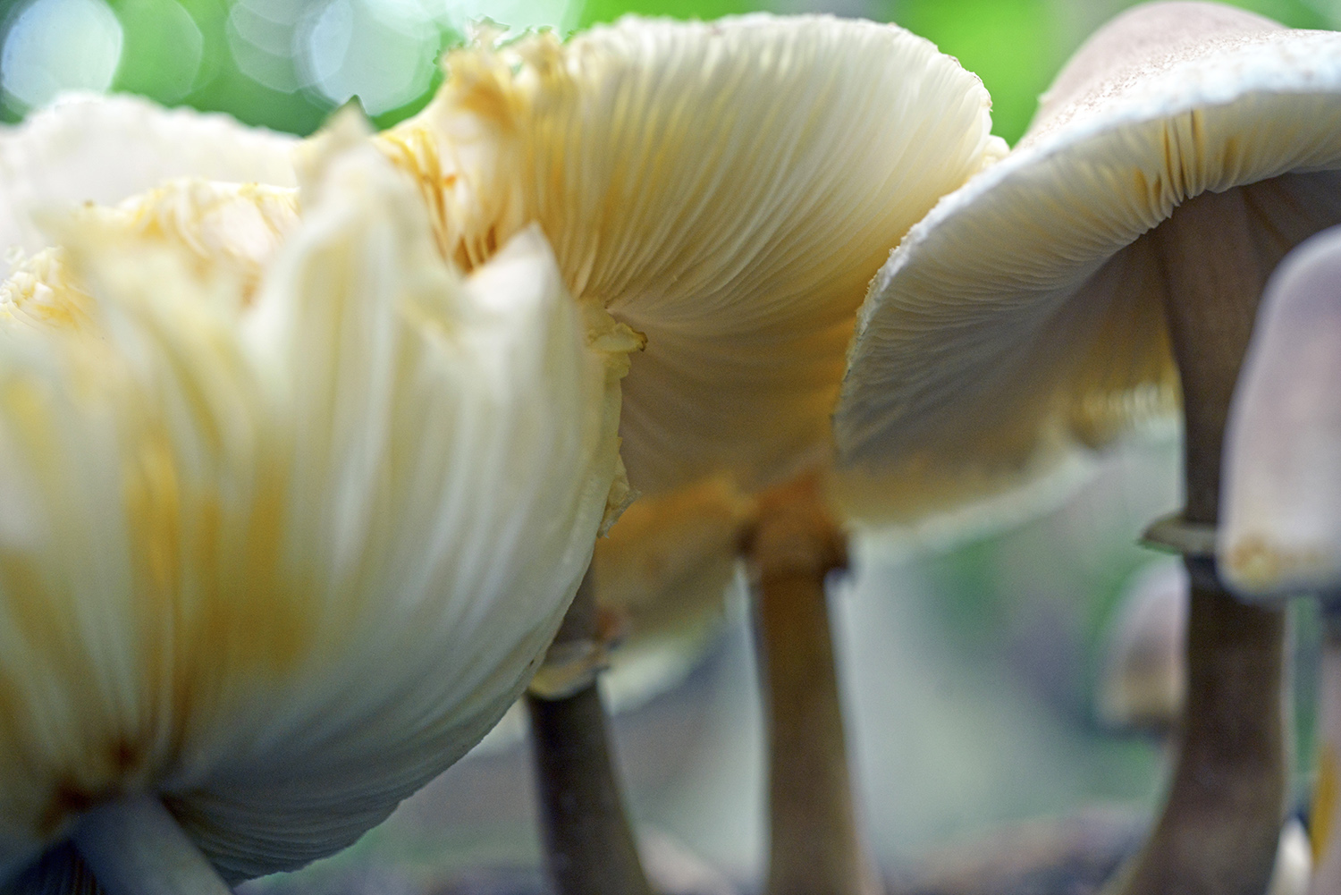 Mushrooms_Fungus_Fungi_Gills_Woodland_Forest_Floor.jpg
