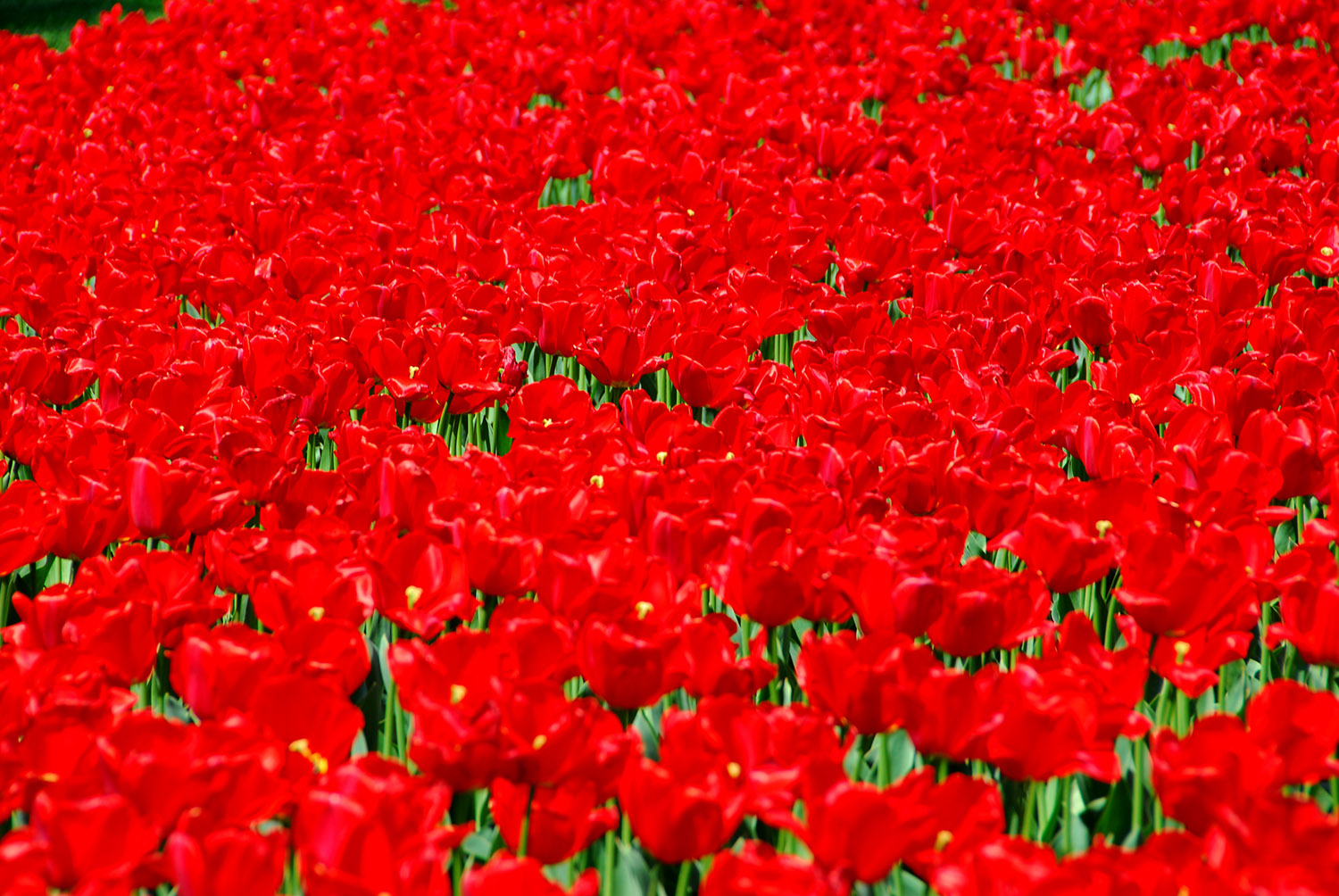 Tulips_Red_Garden_Background.jpg