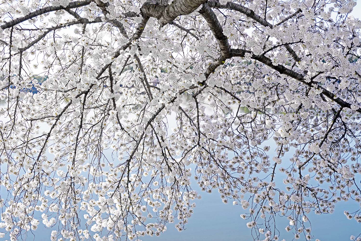 Cherry_Blossoms_White_Flowers_Tidal_Basin_WashingtonDC.jpg