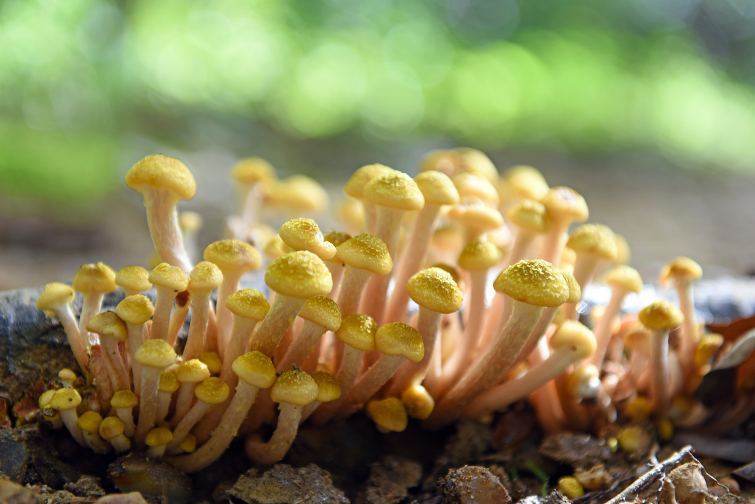 Mushrooms_Fungus_Fungi_Woodland_Forest_Floor.jpg