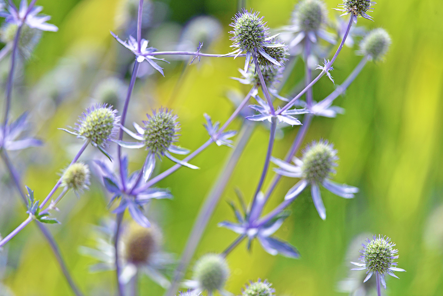 Flowers_Botanical_Garden_Purple_Closeup.jpg