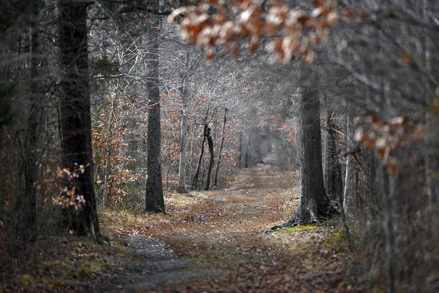 Wooded_Path_Winter_Trees_Leaves_SaintMarys_County_Maryland.jpg
