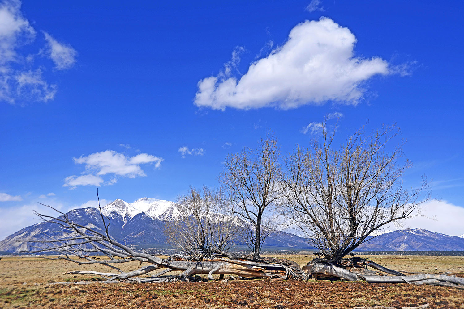Rocky_Mountain_Snow-Capped_Winter_Trees_Clouds_Jefferson_County_Colorado.jpg