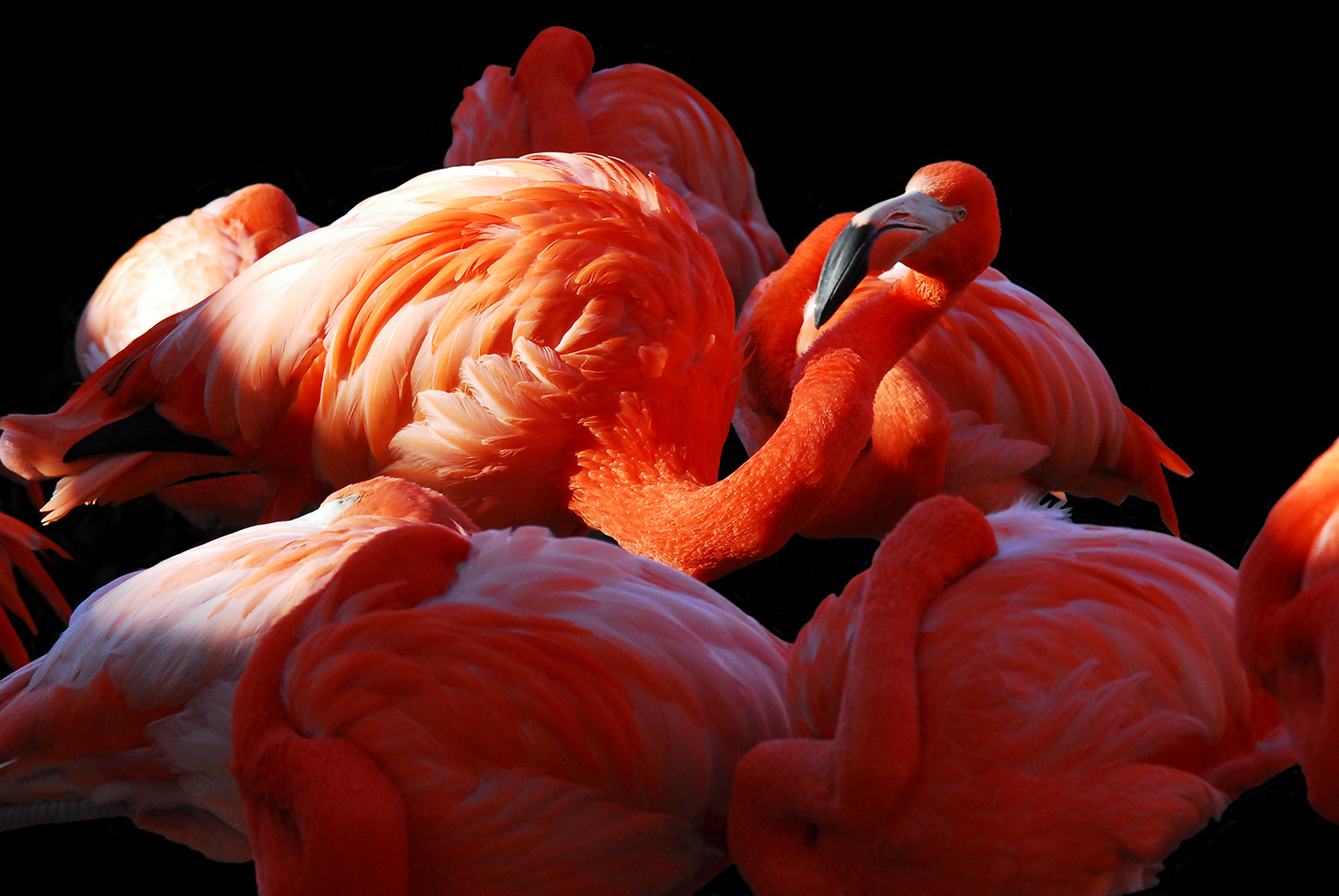 Flamingos_Pink_National_Zoo_WashingtonDC_Curious.jpg