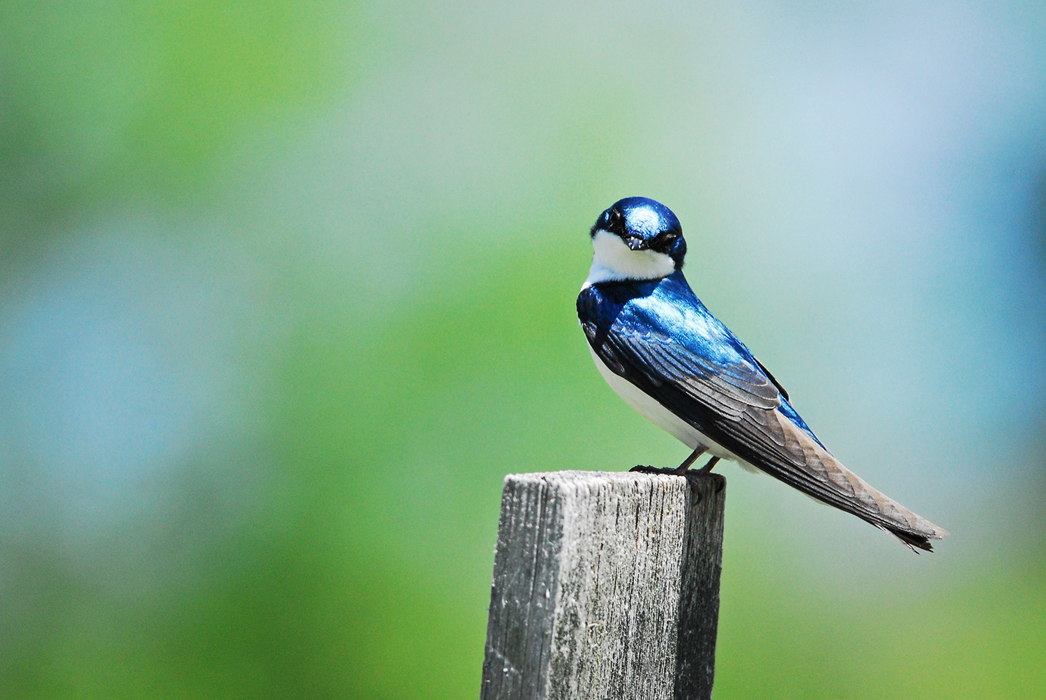 TreeSwallow_Bombay_Hook_NationalWildlifeRefuge_Delaware_Birding.jpg
