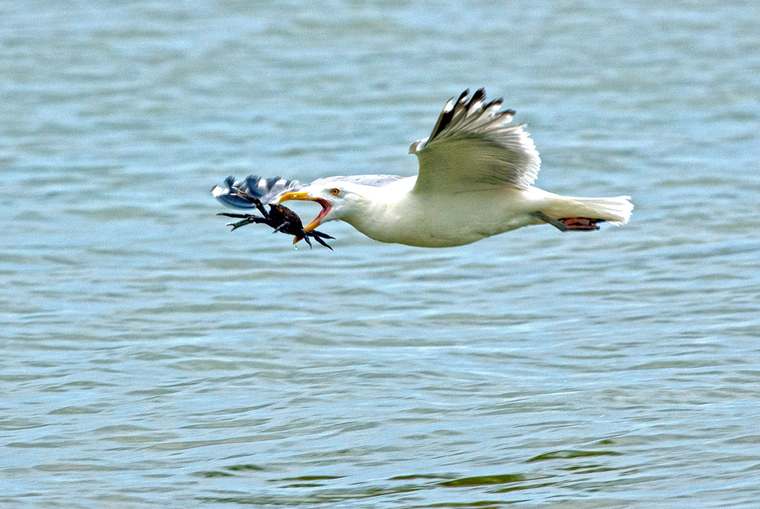 Seagull_Crab_In-Flight_Beak_CapeCod_Birding.jpg
