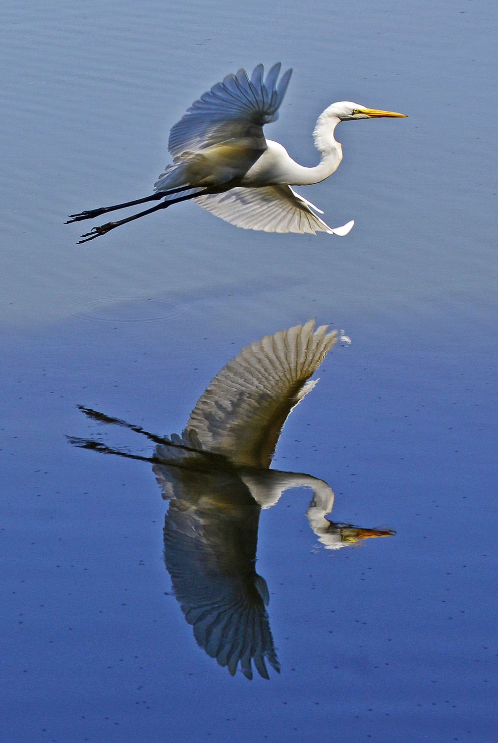 Egret_In-Flight_Reflection_Birding.jpg