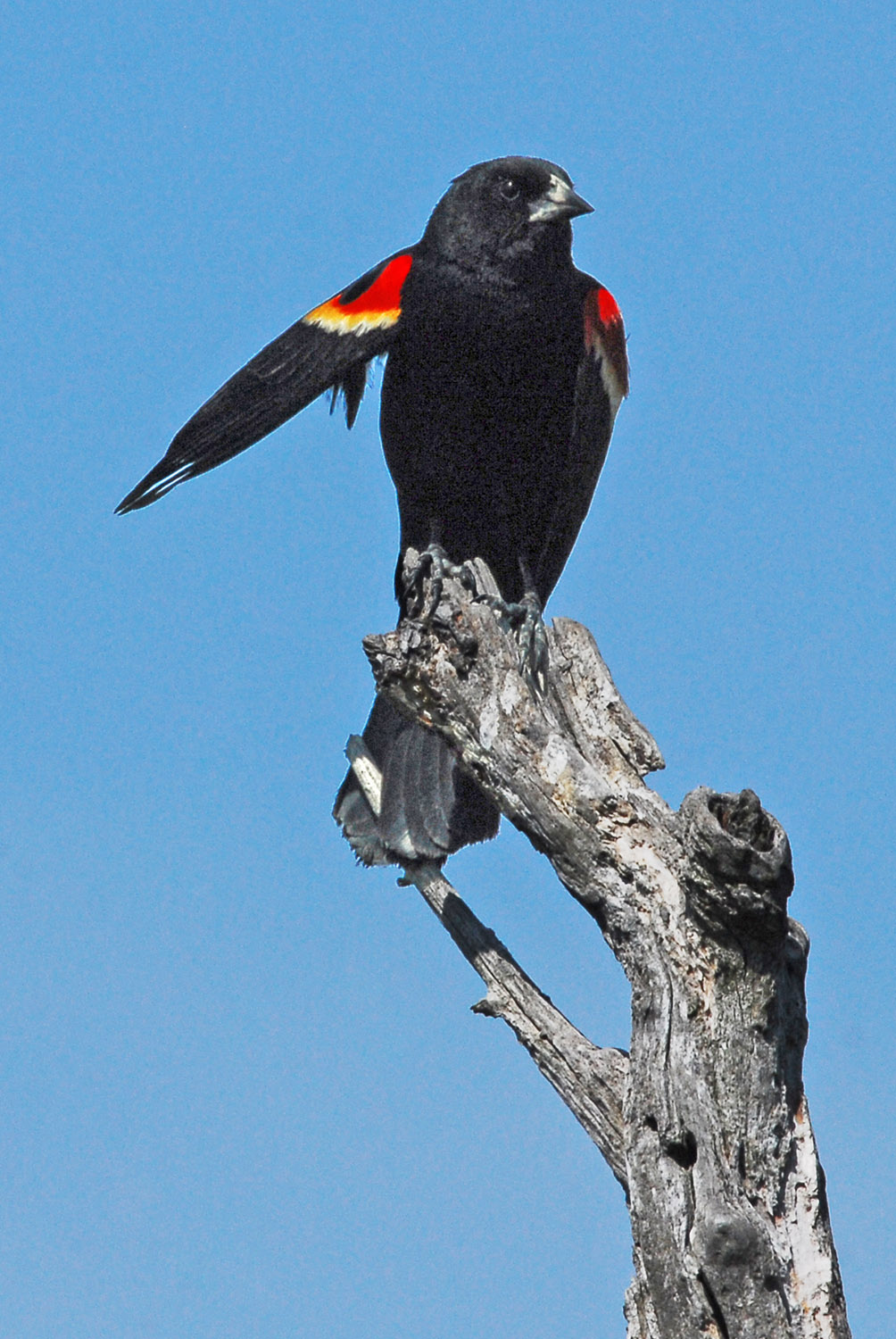 Redwing_Blackbird_Bombay_Hook-NationalWildlifeRefuge_Delaware_Birding.jpg
