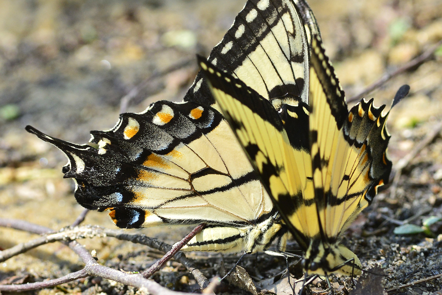 Tiger_Swallowtail_Butterfly_Puddling_Sipping_Moisture_Insect.jpg
