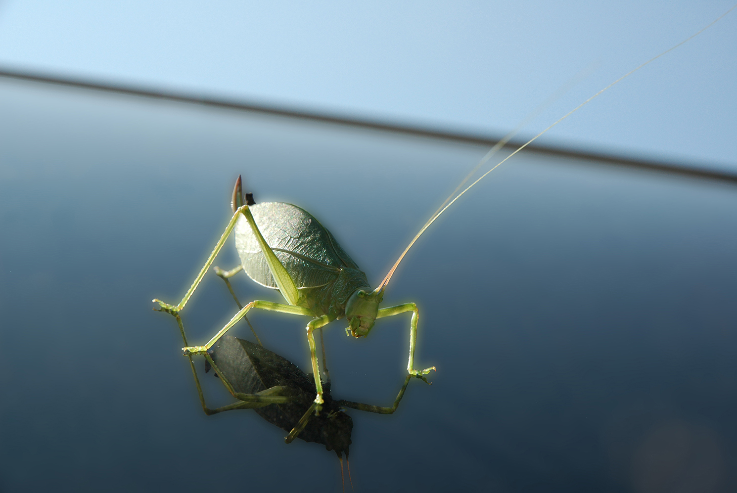Katydid_Reflection_Insect.jpg