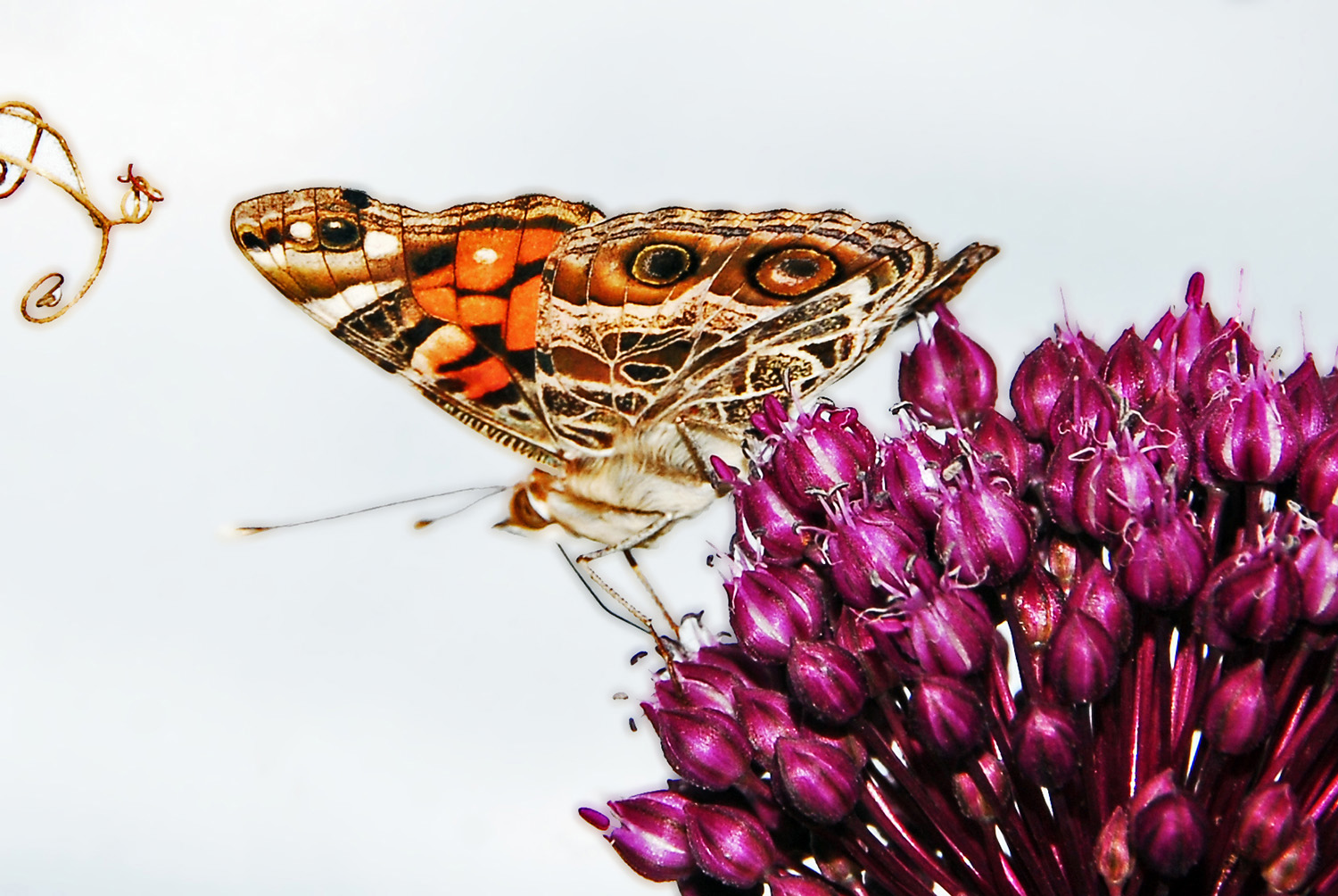 PaintedLady_Butterfly_Nectar_Insect.jpg