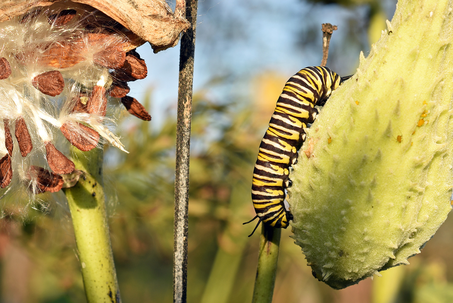 Monarch_Caterpillar_Milkweed_Insect.jpg
