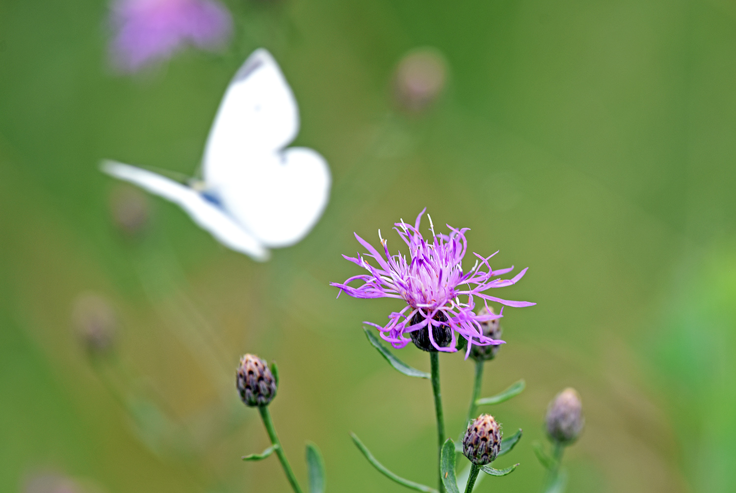 Cabbage_Butterfly_In-Flight_Purple_Flower_Insect.jpg
