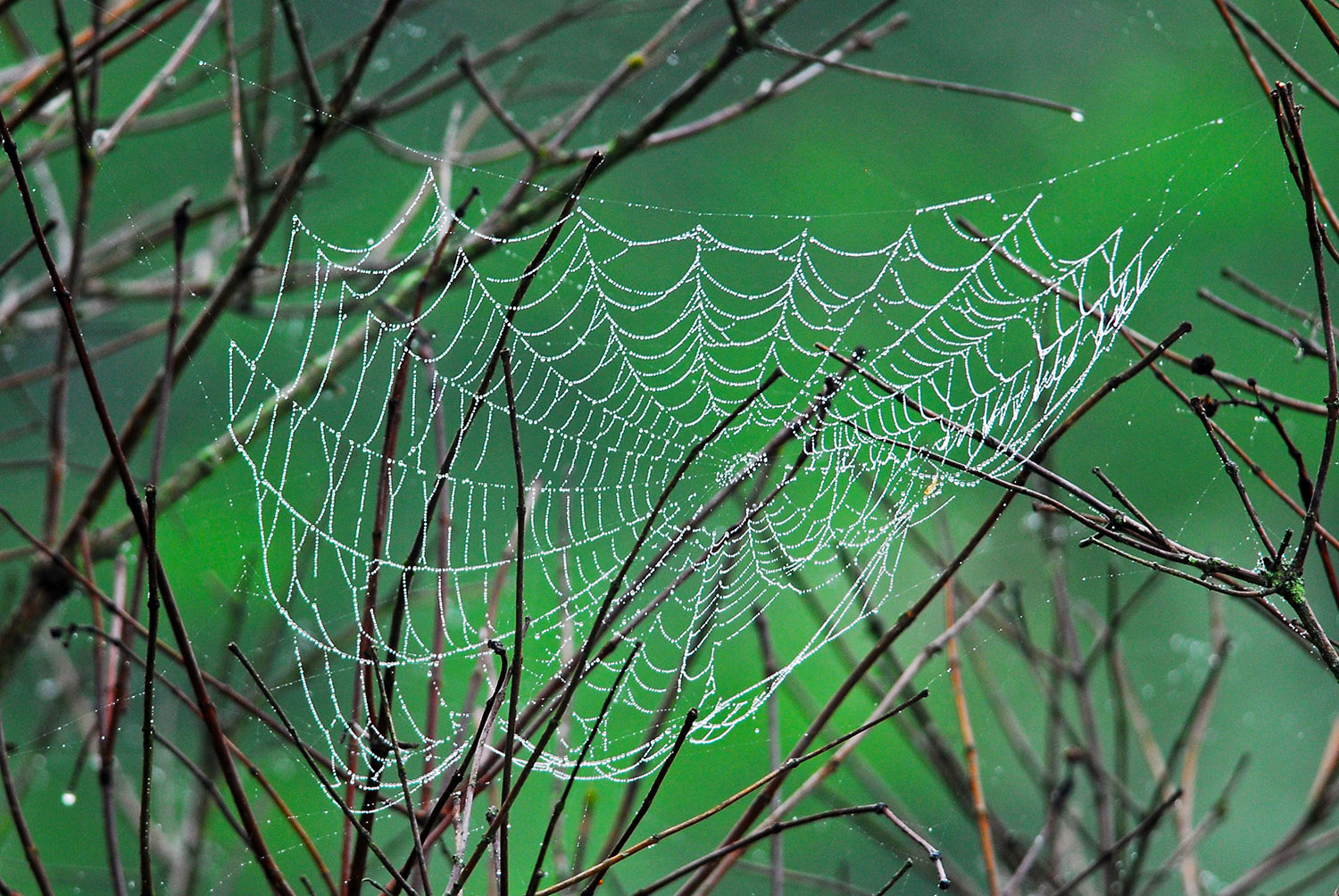 Spiderweb_BombayHook_NationalWildlifeRefuge_Delaware_Insect.jpg