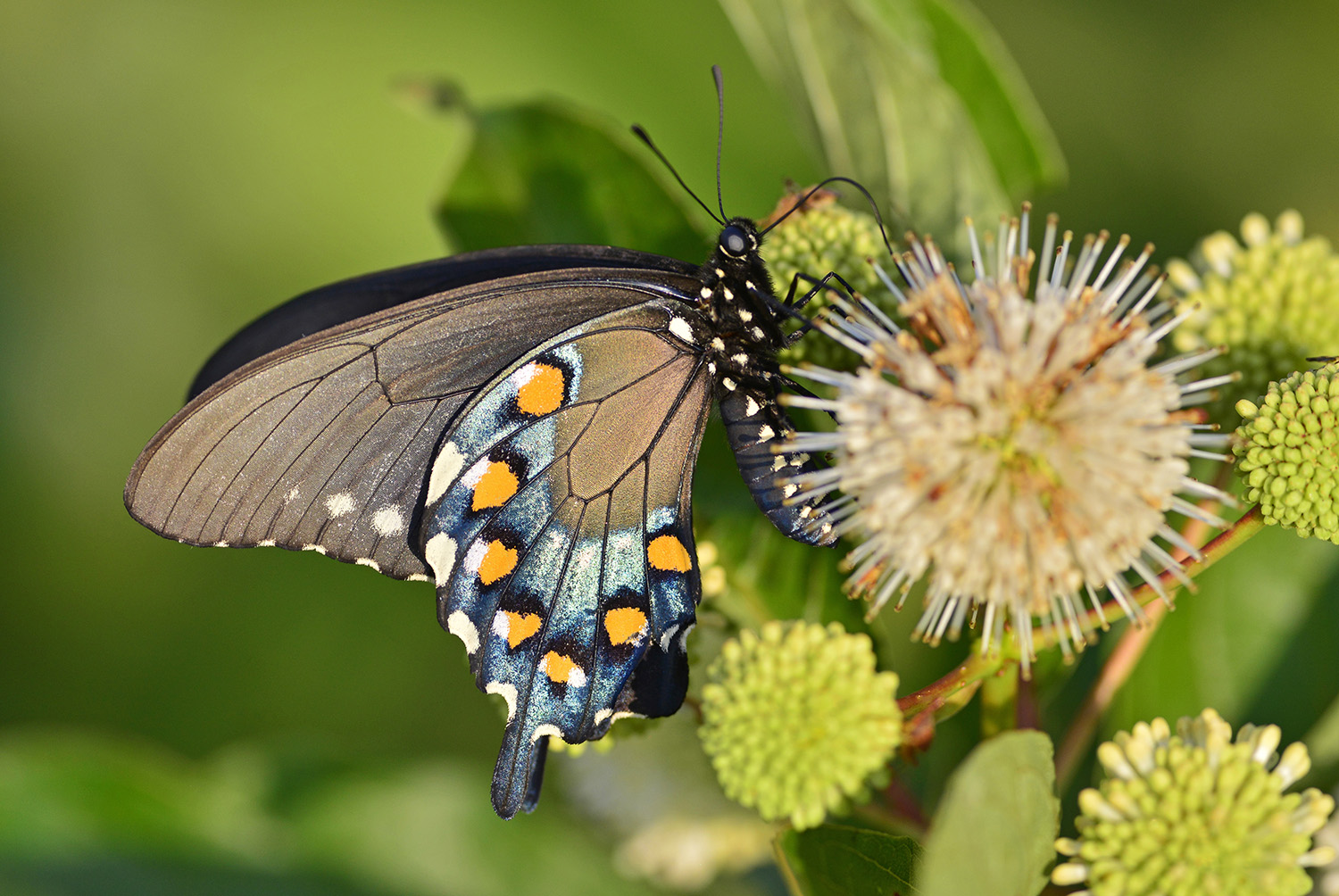 Black_Swallowtail_Nectar_Huntley_Meadows_Park_Insect.jpg