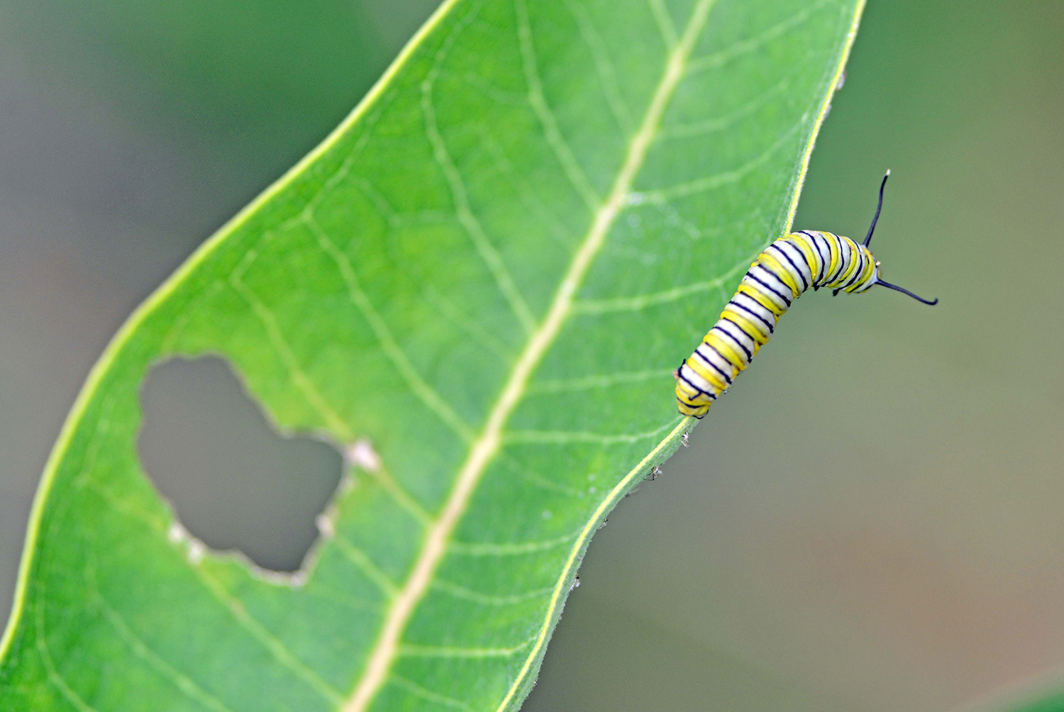 Monarch_Caterpillar_Larva_Milkweed_Insect.jpg