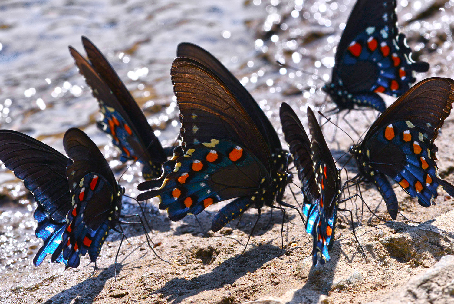 Black-Swallowtail_Butterfly_Puddling_Sipping_Moisture_Insect.jpg