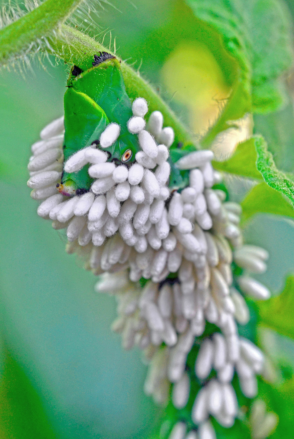 Tomato_Hornworm_Cocoons_Pupating_Wasps_Parasite_Insect.jpg