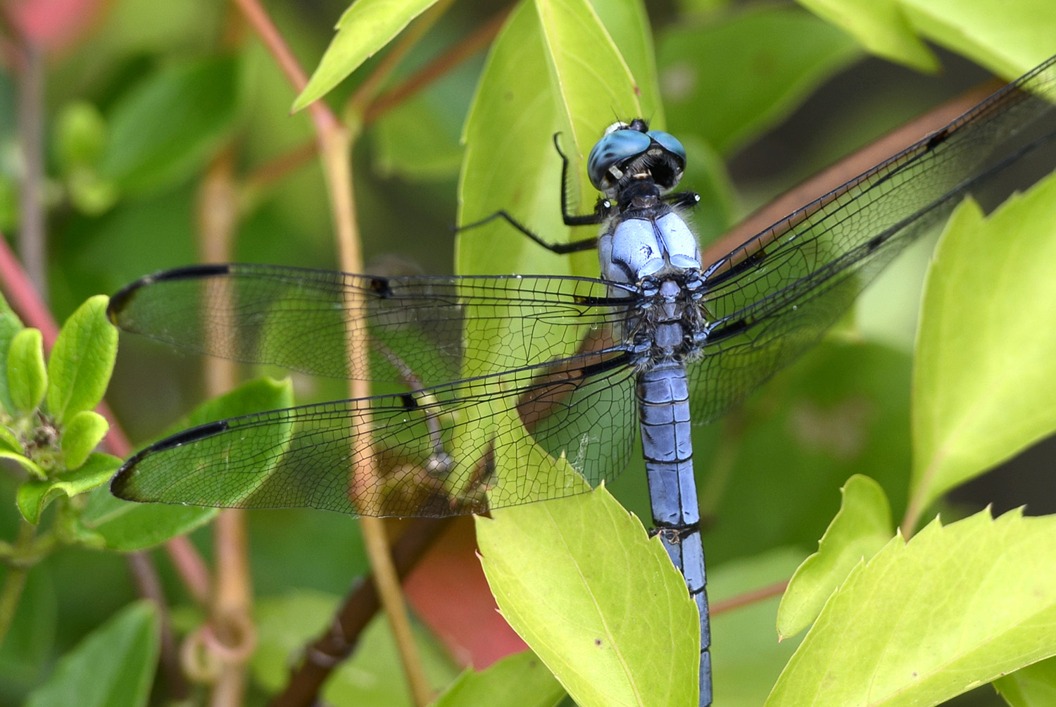 Blue_Dragonfly_Closeup_Huntley_Meadows_Park_Alexandria_Virginia.jpg