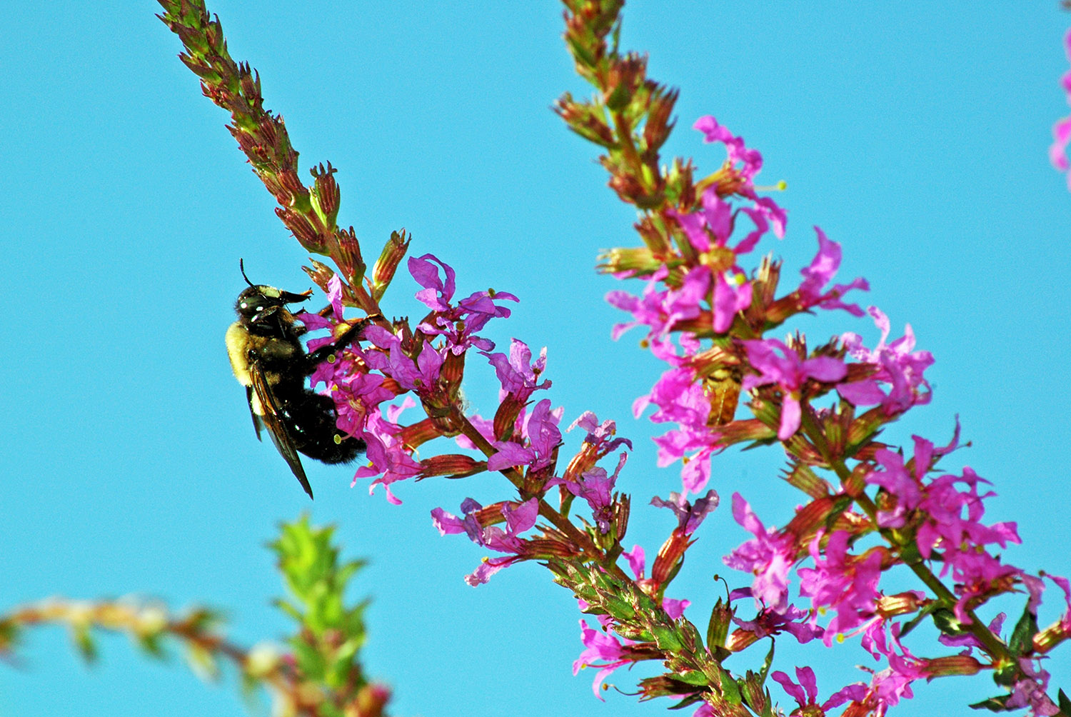 Bumblebee_Closeup_Pink_Flower_Blue_Sky.jpg