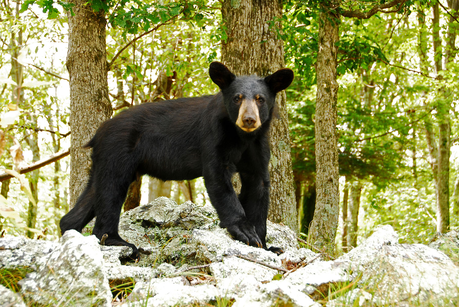 Black_Bear_Wildlife_Shenandoah_National_Park_Virginia.jpg
