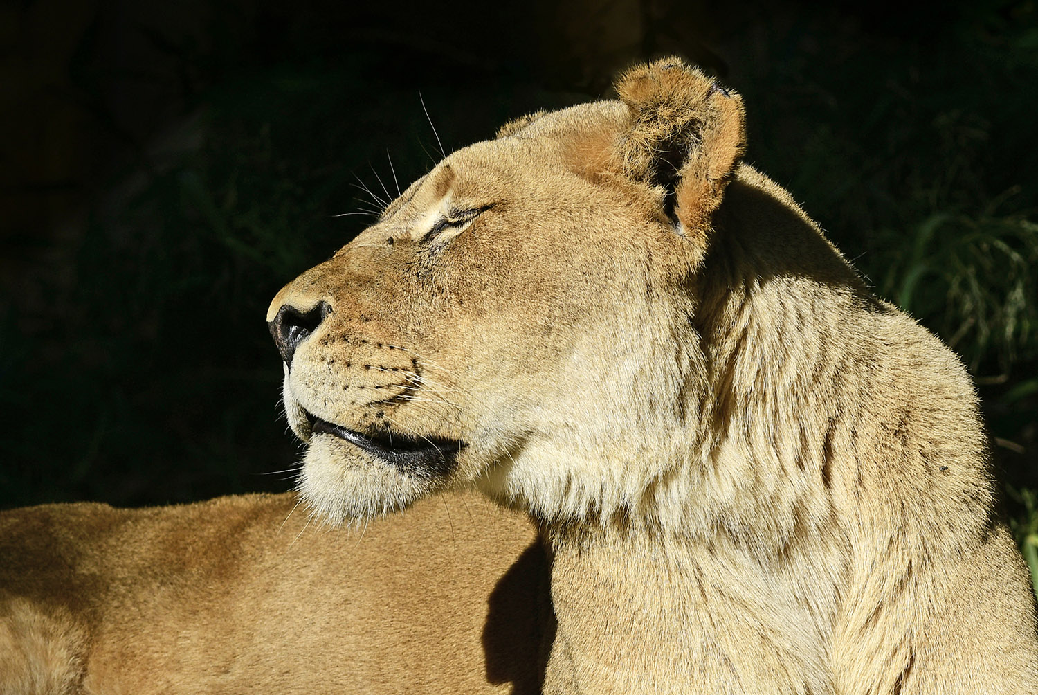 Lioness_National_Zoo_Washington_DC.jpg