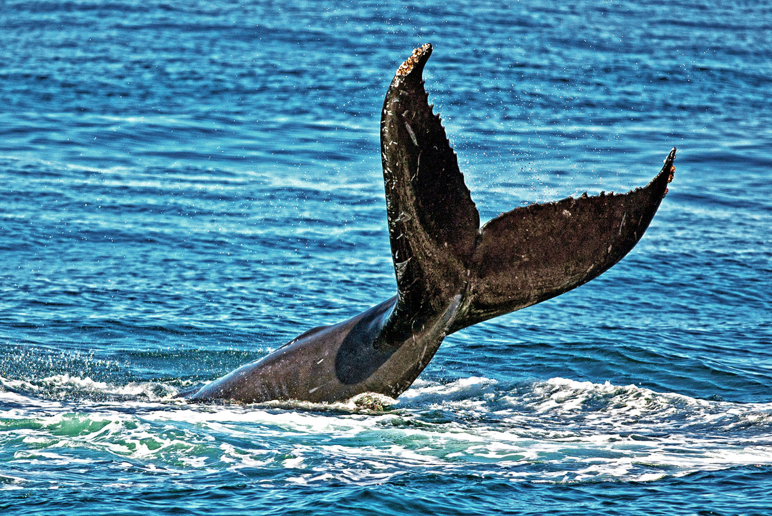 Humpack_Whale_Tail_Whalewatching_Provincetown_CapCod_Massachusetts.jpg