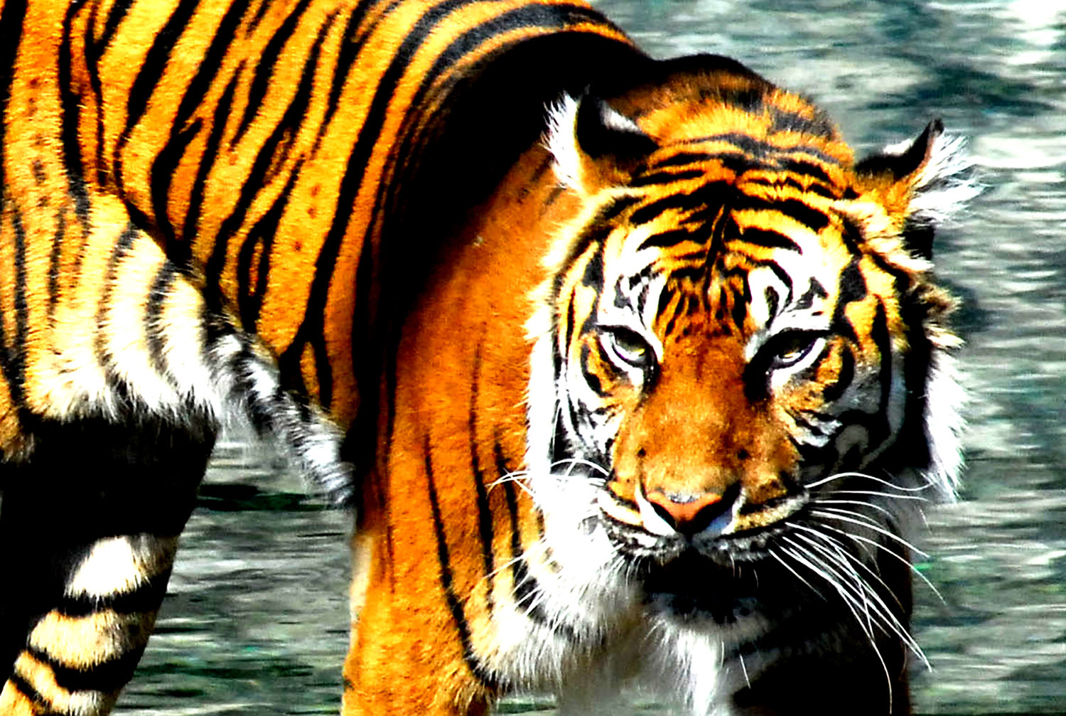 Tiger_Panthera tigris_Pacing_National_Zoo_Washington_DC.jpg