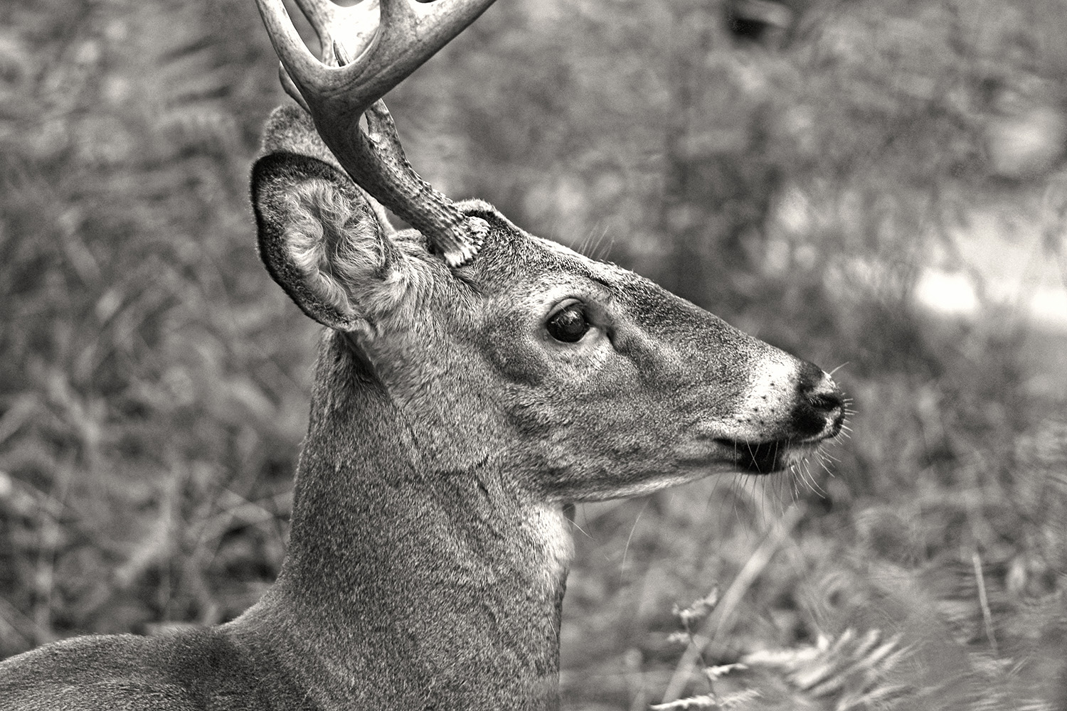 Whitetail_Deer_Buck_Antlers_Wildlife_Black-and-White.jpg