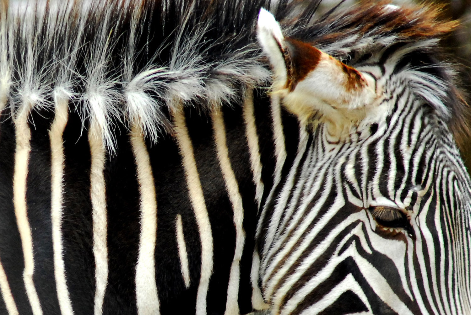 Zebra_Closeup_National_Zoo_WashingtonDC.jpg