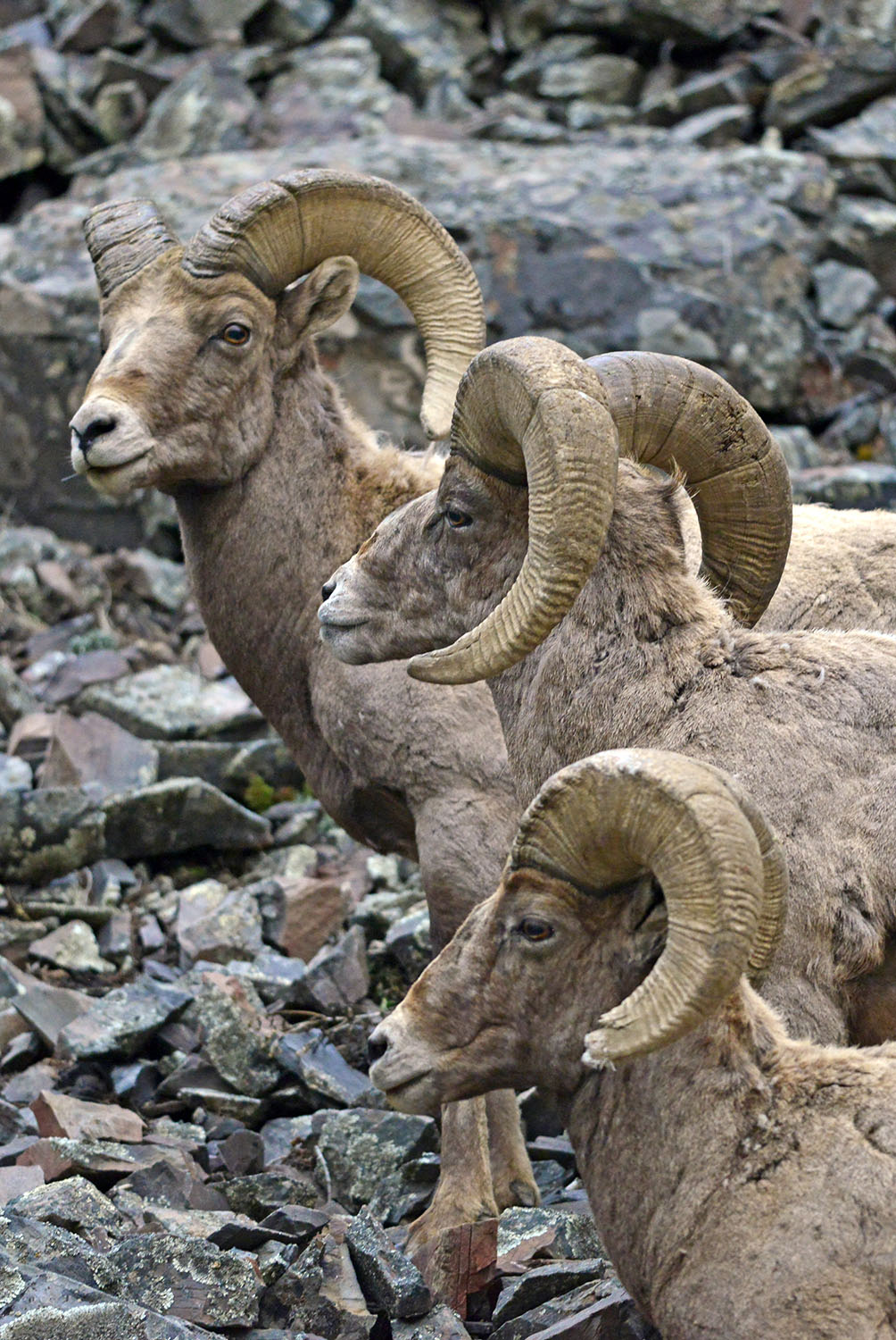 Bighorn_Sheep_Ram_Horns_Trio_Wildlife_Gunnison_County_Colorado.jpg