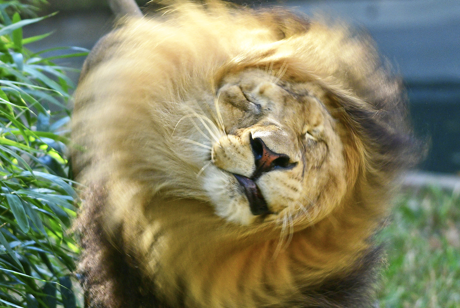 Lion_Mane_Shaking_National_Zoo_Washington_DC.jpg