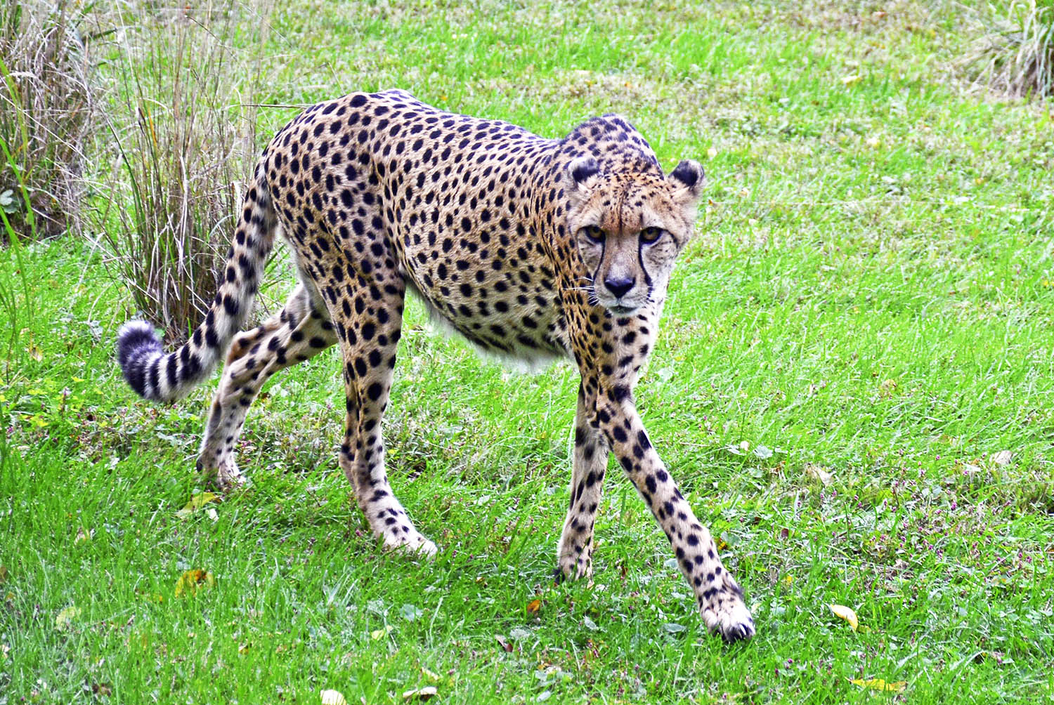 Cheetah_Pacing_National_Zoo_Washington_DC.jpg