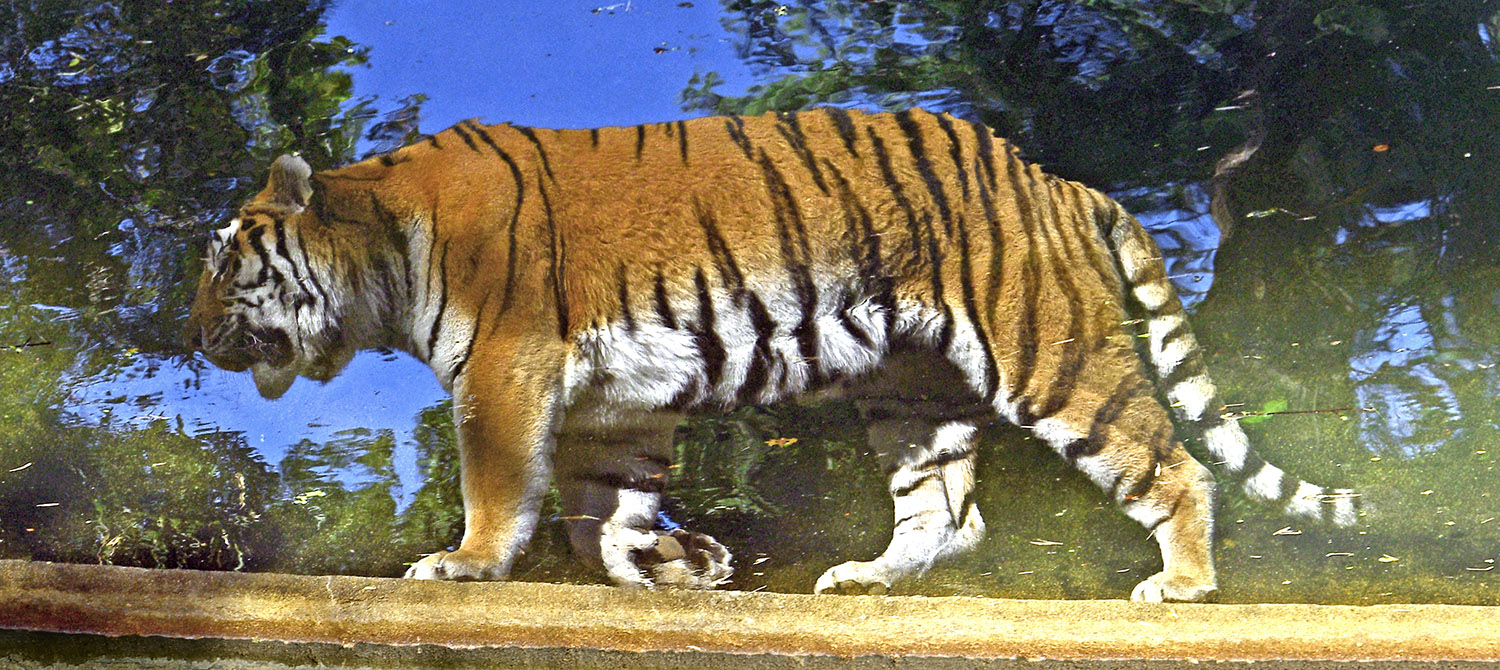 Tiger_Pacing_Reflection_National_Zoo_Washington_DC.jpg