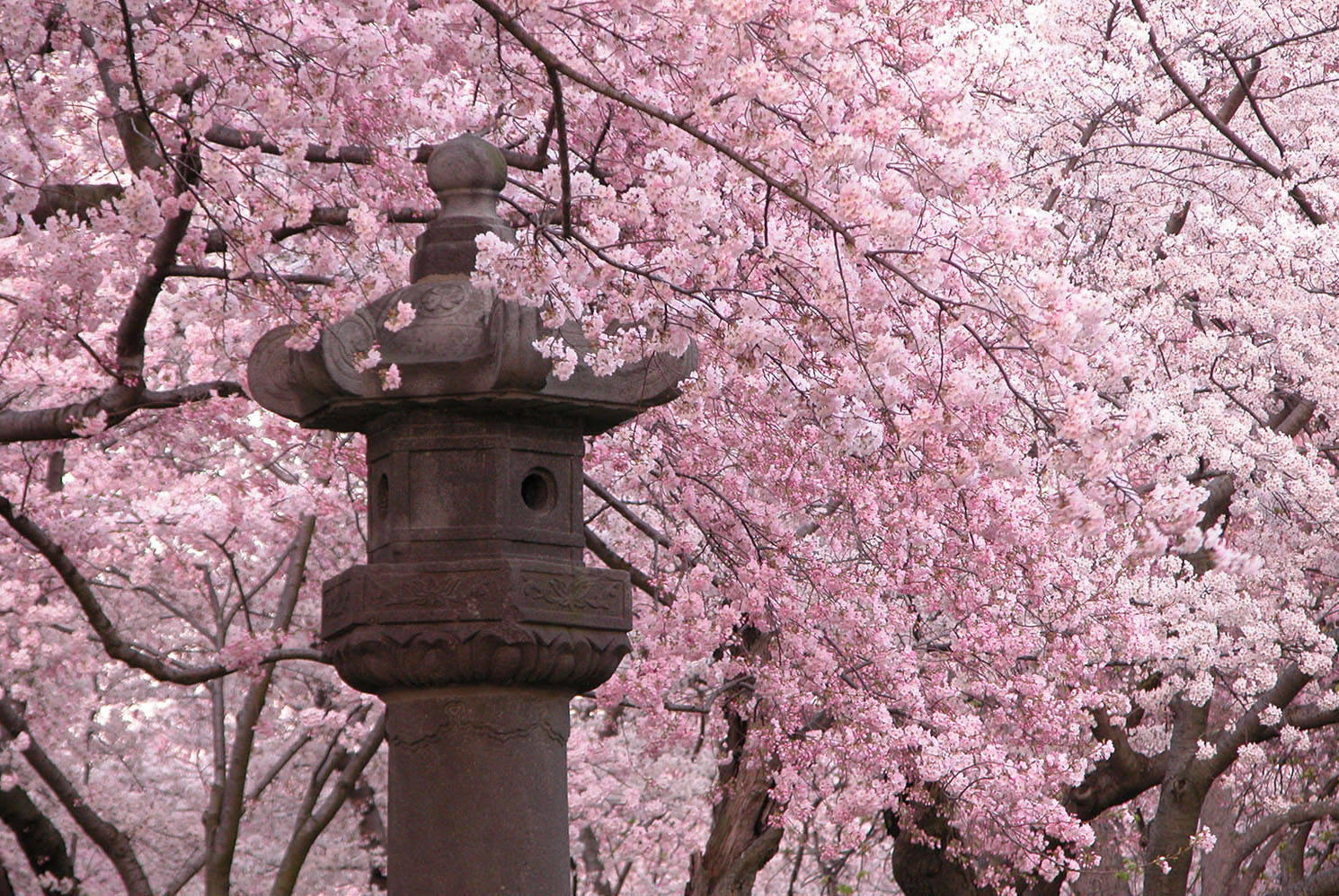 Cherry_Blossoms_Japanese_Lantern_Washington_DC.jpg