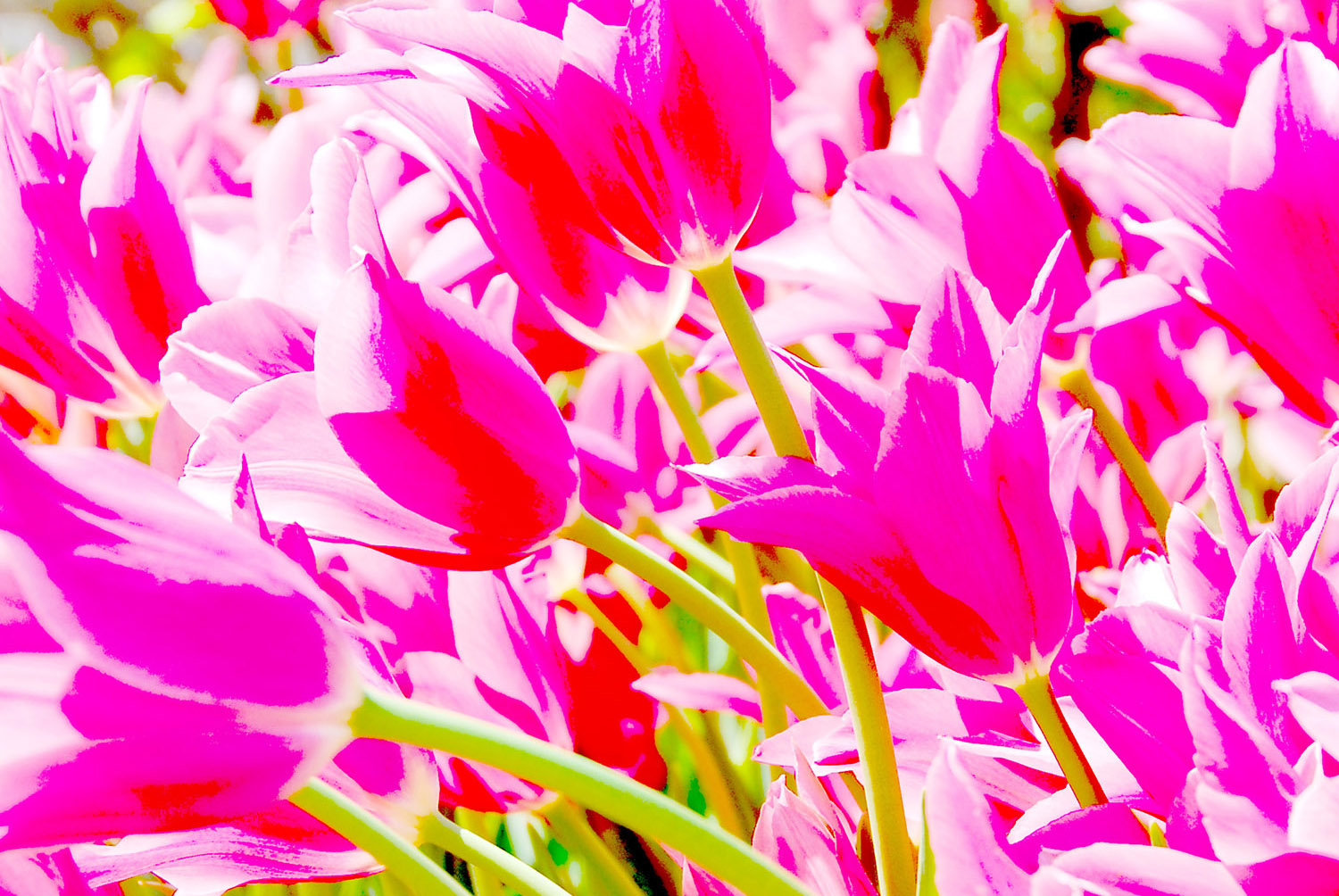 Tulips_Pink_Abstract_Decorative_Wall_Art.jpg
