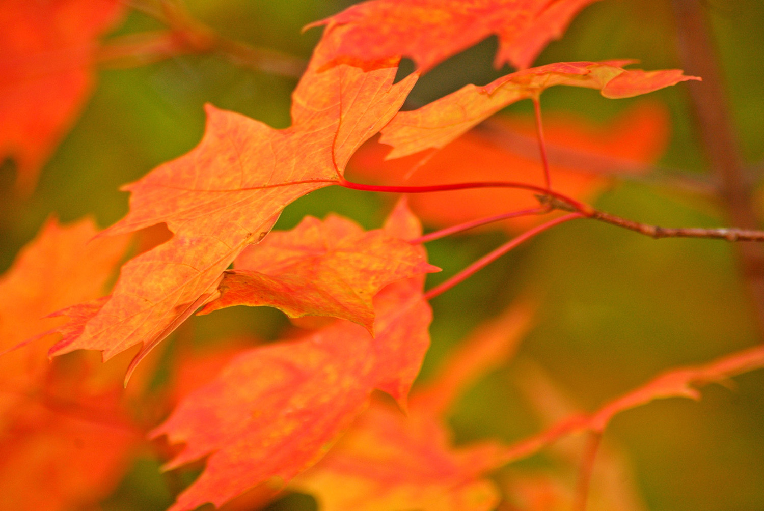 Fall_Autumn_Leaves_Orange_Woodland_Closeup.jpg