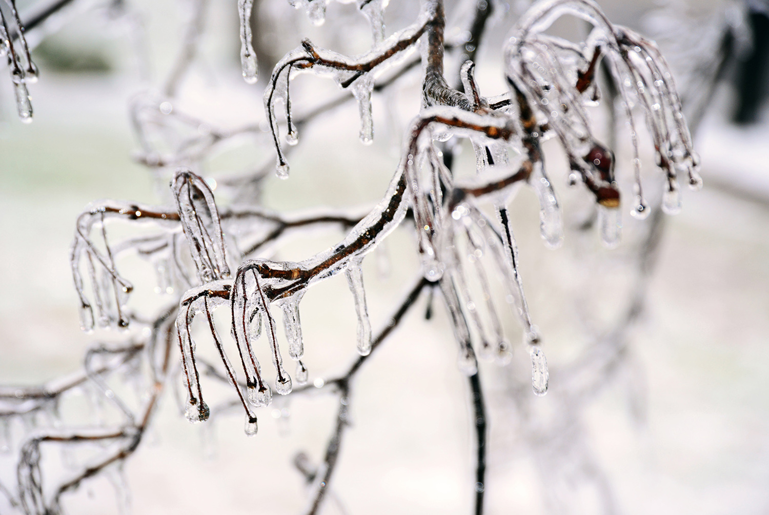 Icicles_Tree_Winter_Ice_Cold_Freeze_Frozen.jpg