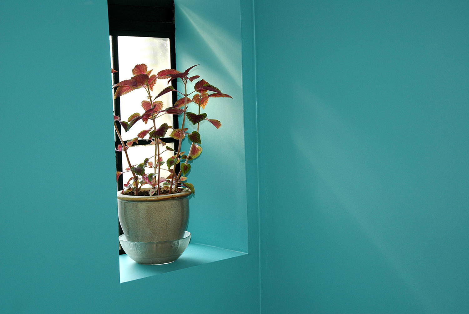 Decor_Potted_Plant_Window_Turquoise.jpg
