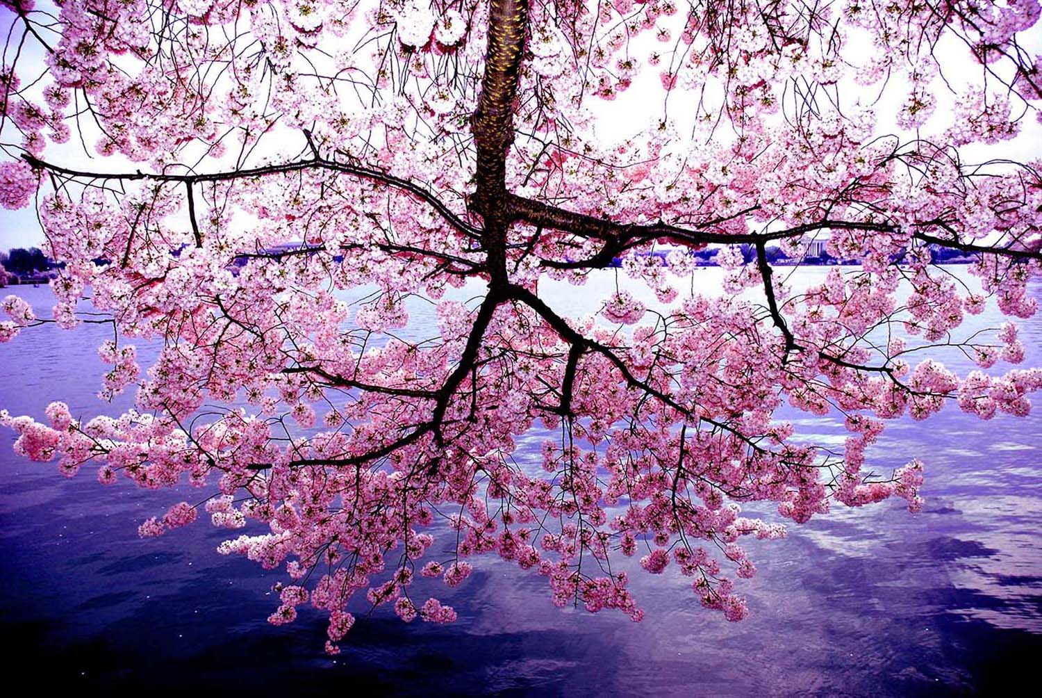 Cherry_Blossoms_Pink_Flowers_Tidal_Basin_WashingtonDC.jpg