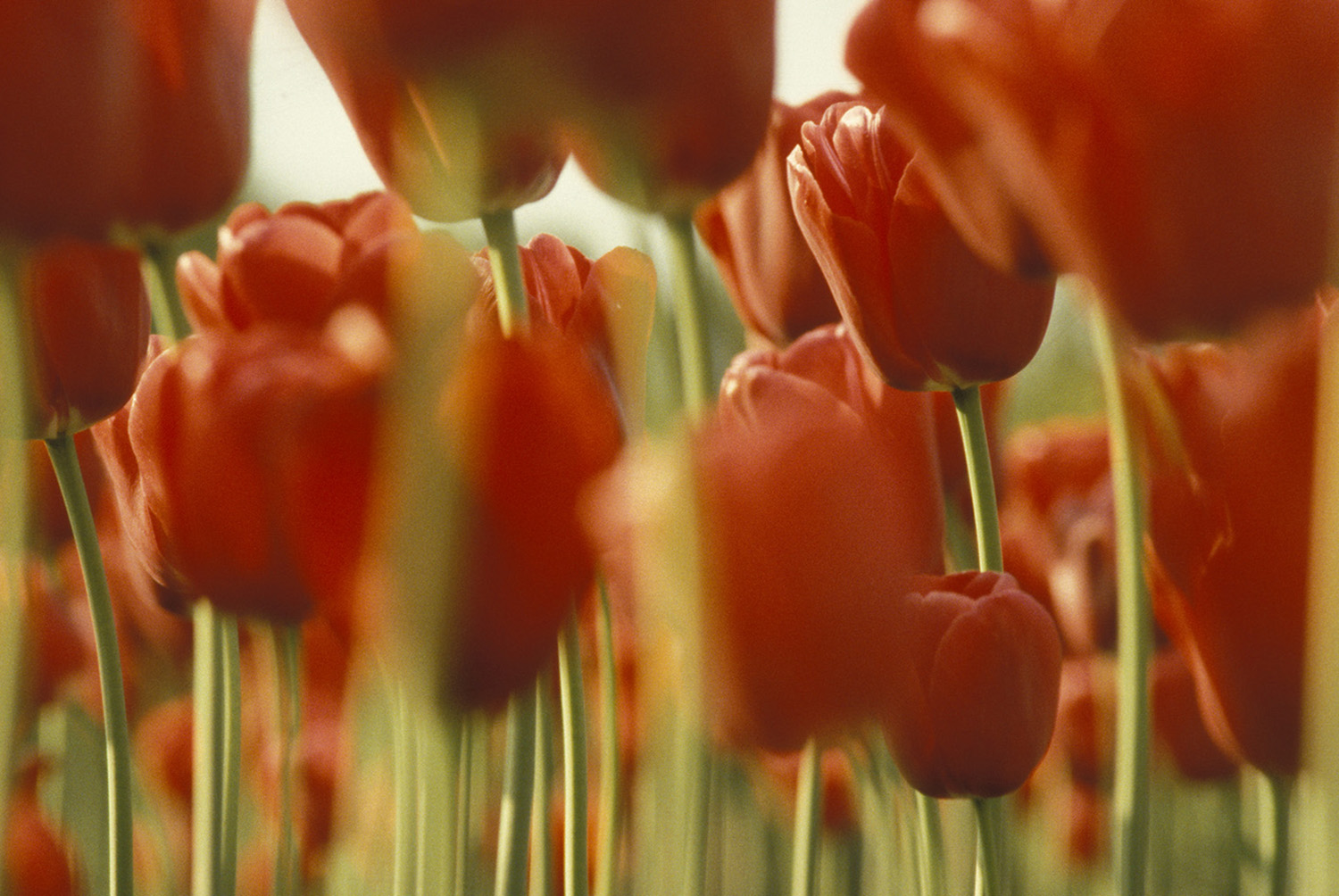 Tulips_Red_Botanical_Garden_Closeup.jpg