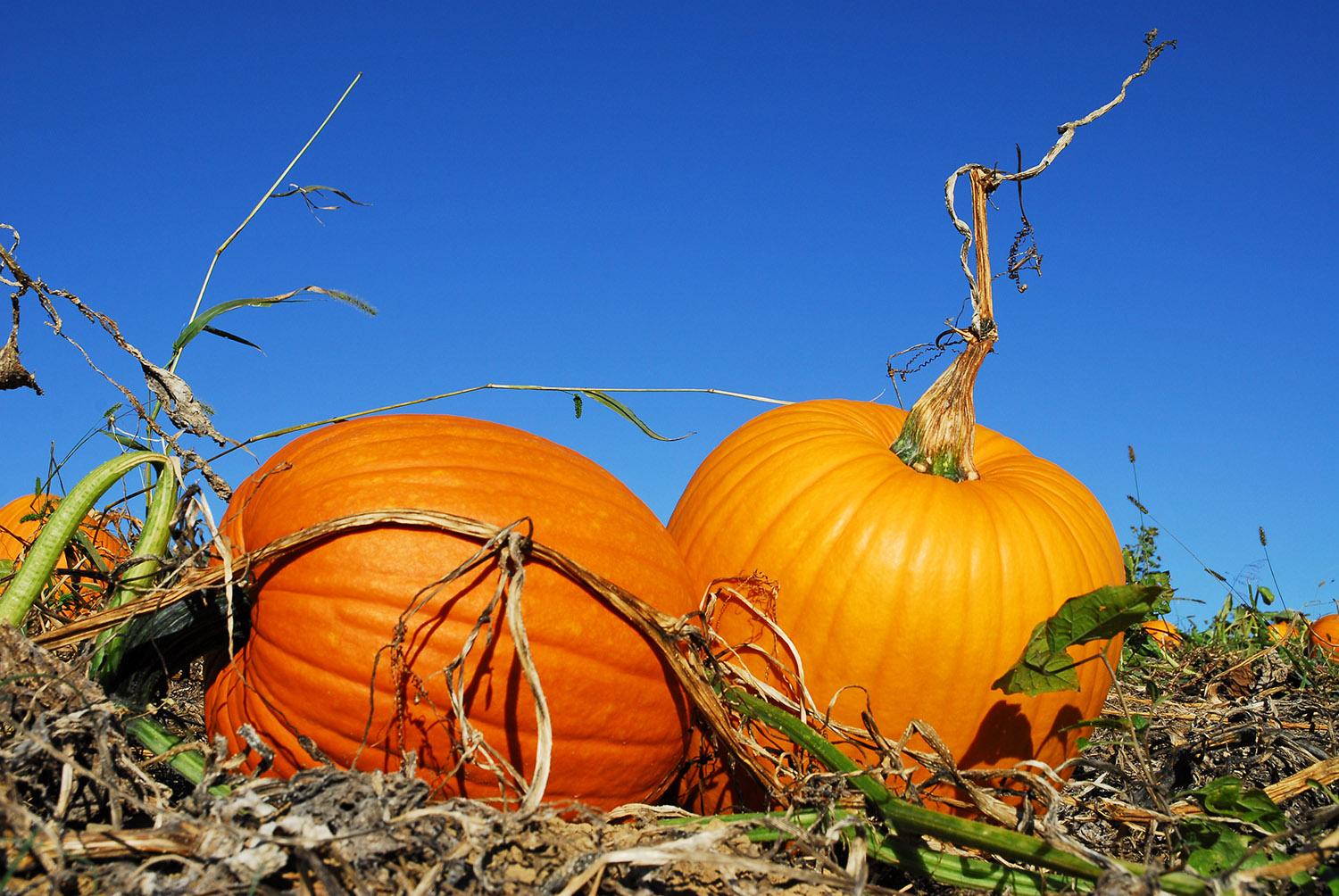 Pumpkin_Patch_Orange_Harvest_Crop_Blue_Sky_Autumn.JPG