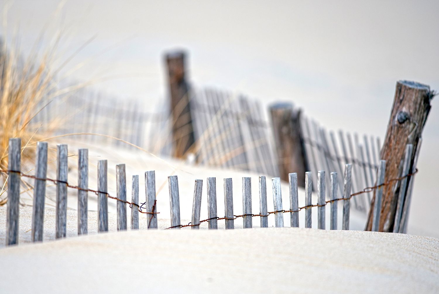 Beach_Sand_Dune_Fence_Grass_Delaware.jpg