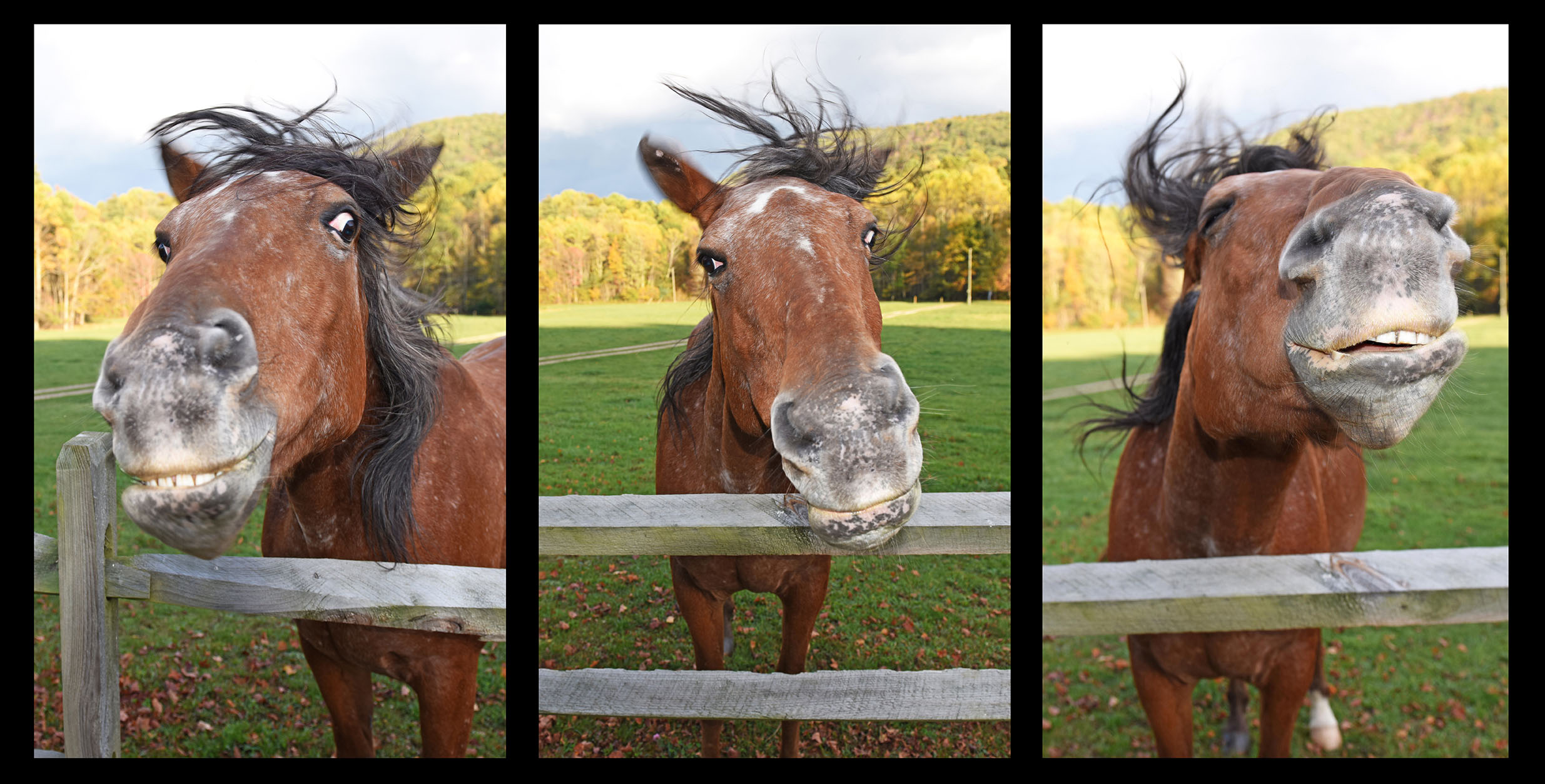 Horse_Farm_Funny_Faces_Split_Rail_Fence_Humor_Triptych_Nelson_County_Virginia.jpg